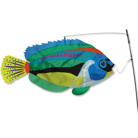 Swimming Fish - Peacock Wrasse